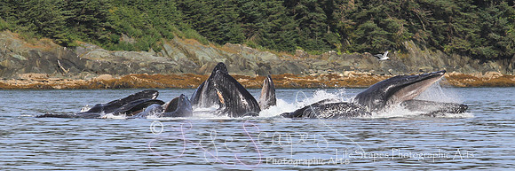 IMG_8944 10x30copy