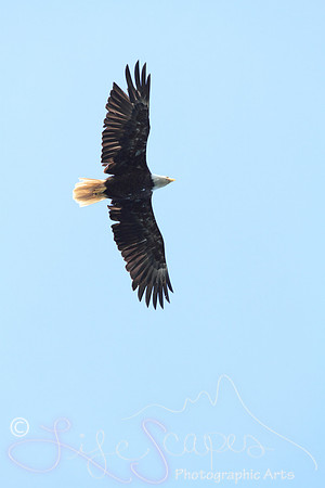 IMG_9126a1